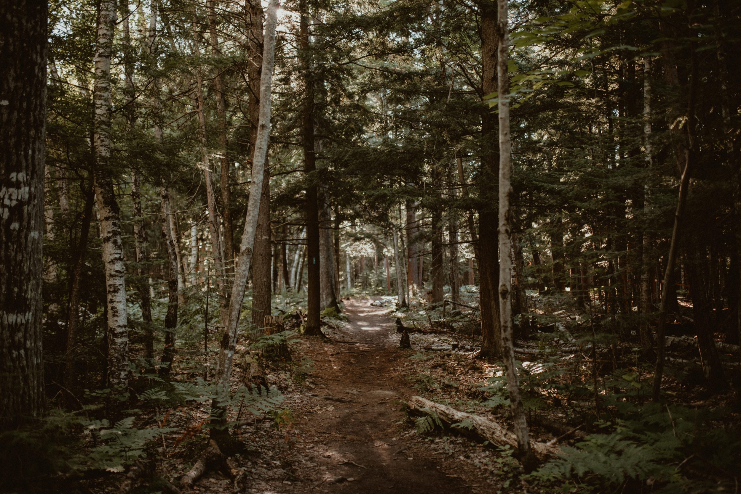 Forest trail near Marquette, Michigan