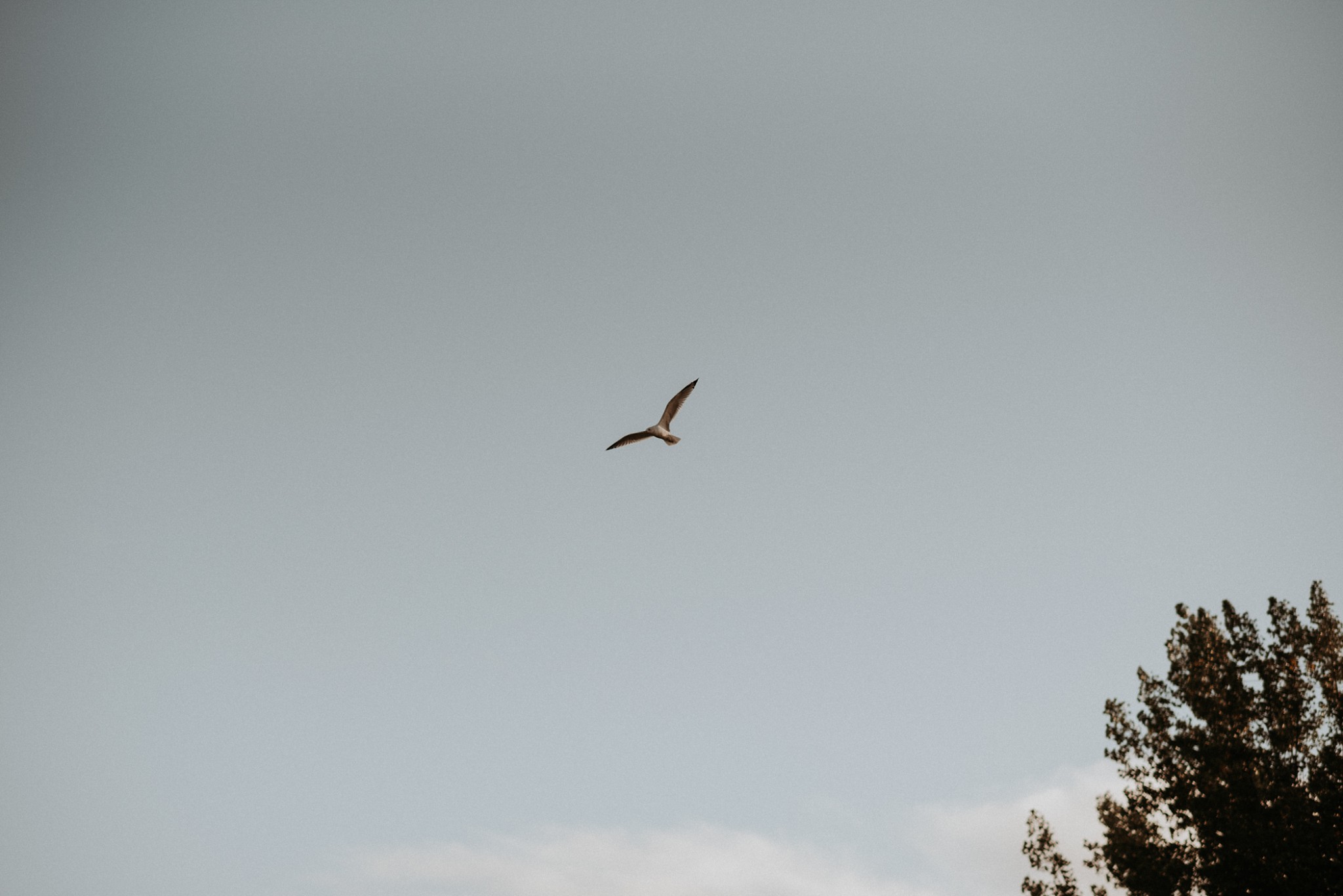 A seagull flying.