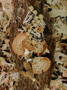 Wild mushrooms of Michigan